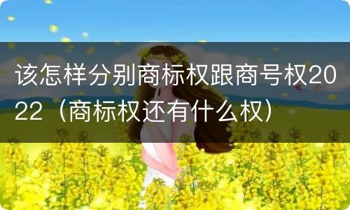 该怎样分别商标权跟商号权2022（商标权还有什么权）