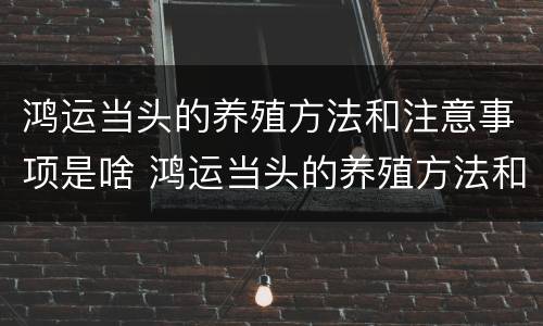 鸿运当头的养殖方法和注意事项是啥 鸿运当头的养殖方法和注意事项养殖日记