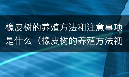 橡皮树的养殖方法和注意事项是什么（橡皮树的养殖方法视频教程）