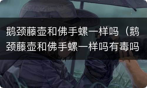 鹅颈藤壶和佛手螺一样吗（鹅颈藤壶和佛手螺一样吗有毒吗）