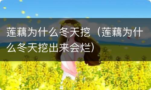 莲藕为什么冬天挖（莲藕为什么冬天挖出来会烂）