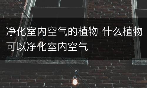 净化室内空气的植物 什么植物可以净化室内空气