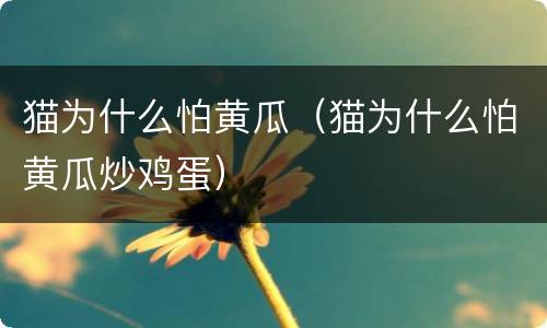 猫为什么怕黄瓜（猫为什么怕黄瓜炒鸡蛋）