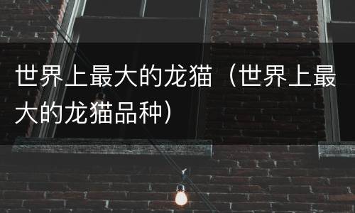 世界上最大的龙猫（世界上最大的龙猫品种）