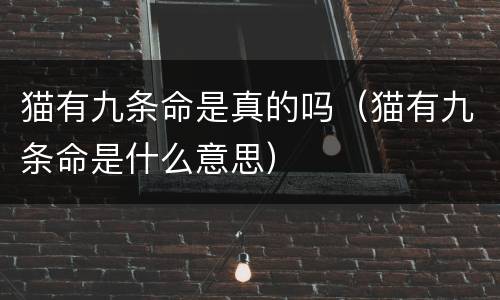 猫有九条命是真的吗（猫有九条命是什么意思）