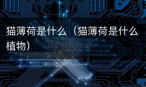 猫薄荷是什么（猫薄荷是什么植物）