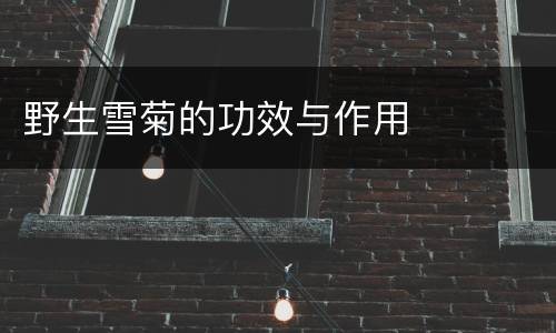 野生雪菊的功效与作用