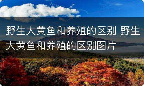 野生大黄鱼和养殖的区别 野生大黄鱼和养殖的区别图片