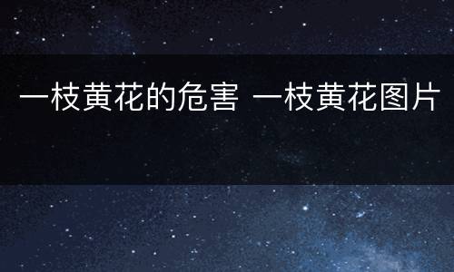 一枝黄花的危害 一枝黄花图片