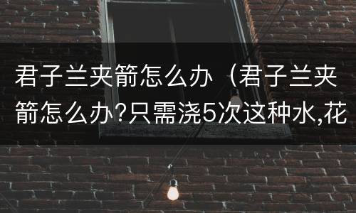 君子兰夹箭怎么办（君子兰夹箭怎么办?只需浇5次这种水,花箭窜老高）