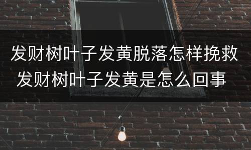 发财树叶子发黄脱落怎样挽救 发财树叶子发黄是怎么回事