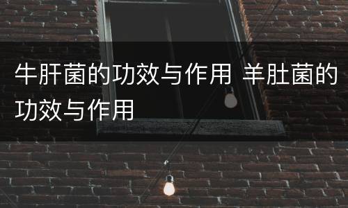 牛肝菌的功效与作用 羊肚菌的功效与作用