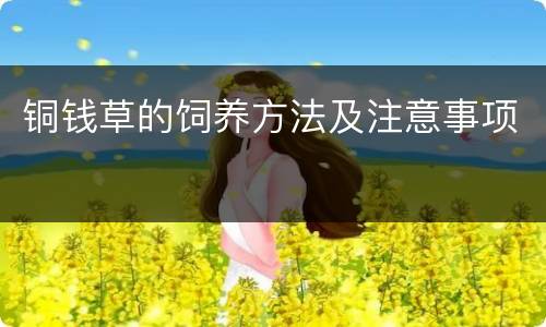 铜钱草的饲养方法及注意事项
