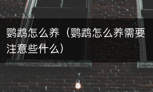 鹦鹉怎么养（鹦鹉怎么养需要注意些什么）