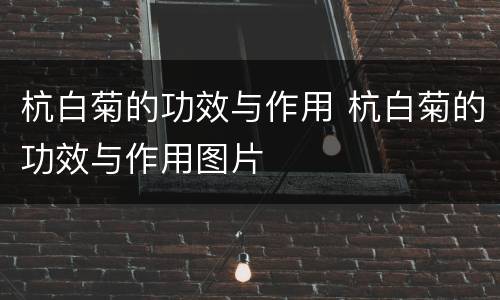 杭白菊的功效与作用 杭白菊的功效与作用图片