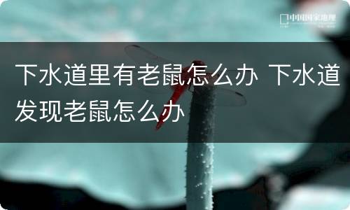 下水道里有老鼠怎么办 下水道发现老鼠怎么办