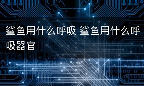 鲨鱼用什么呼吸 鲨鱼用什么呼吸器官