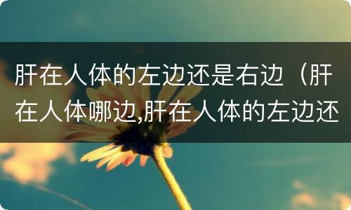 肝在人体的左边还是右边（肝在人体哪边,肝在人体的左边还是右边）