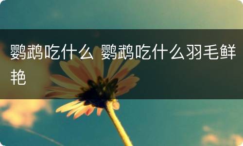 鹦鹉吃什么 鹦鹉吃什么羽毛鲜艳