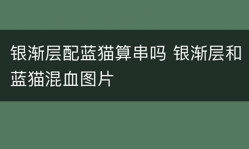 银渐层配蓝猫算串吗 银渐层和蓝猫混血图片