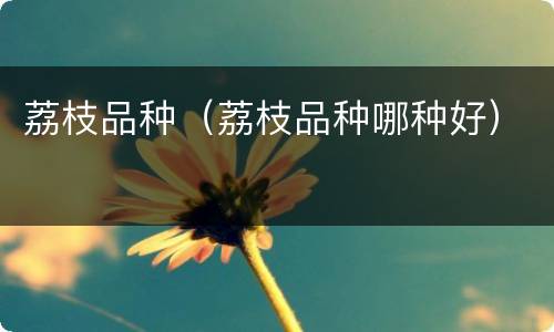 荔枝品种（荔枝品种哪种好）