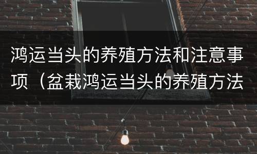 鸿运当头的养殖方法和注意事项（盆栽鸿运当头的养殖方法和注意事项）