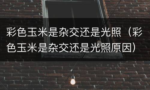 彩色玉米是杂交还是光照（彩色玉米是杂交还是光照原因）
