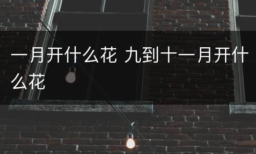 一月开什么花 九到十一月开什么花