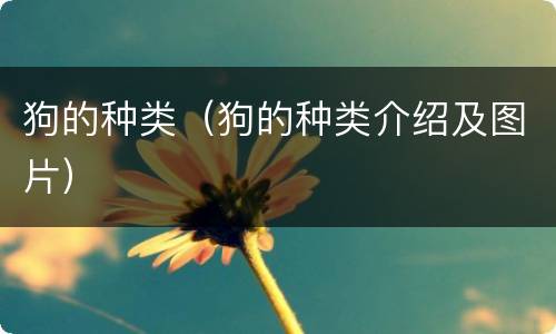 狗的种类（狗的种类介绍及图片）
