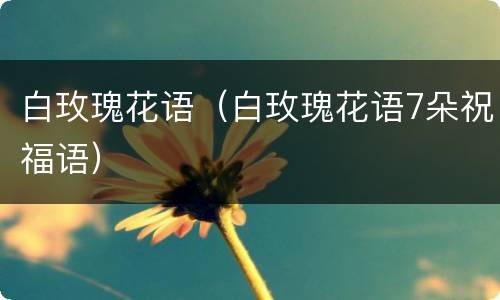 白玫瑰花语（白玫瑰花语7朵祝福语）