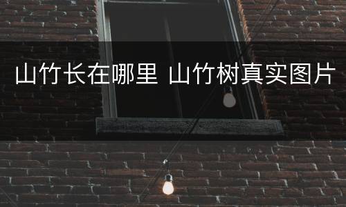 山竹长在哪里 山竹树真实图片