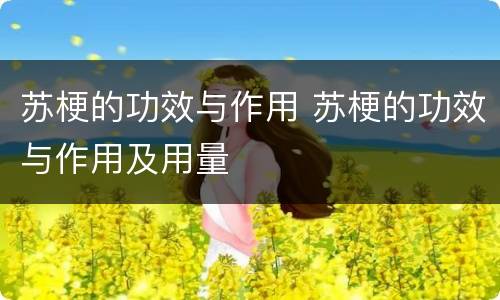 苏梗的功效与作用 苏梗的功效与作用及用量