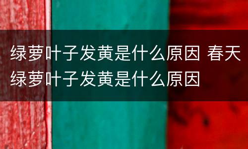 绿萝叶子发黄是什么原因 春天绿萝叶子发黄是什么原因