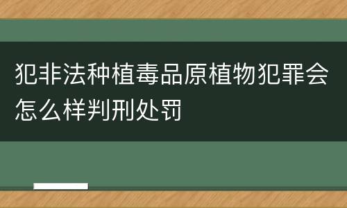 犯非法种植毒品原植物犯罪会怎么样判刑处罚
