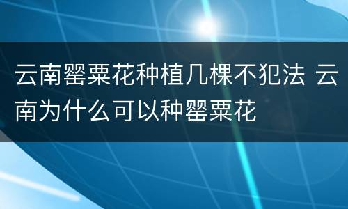 云南罂粟花种植几棵不犯法 云南为什么可以种罂粟花